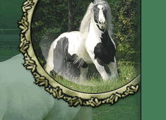 Gypsy Horses, Gypsy horse, Gypsy Horses for sale, Gypsy Vanners, Drum Horses