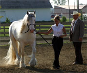 3 year old Vanner Stallion, Cobalt and Vonnie. 