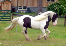 Gypsy Horse, Angel
