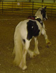 Apollo, Drum Horse 2005