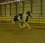 Apollo, Drum Horse, aug 2005