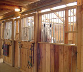 Gypsy Vanner stallion Slainte peeks out of the stall!