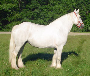 Drum Horse mare, Bell.