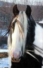 Gypsy Horse mare, Bonny.  Winter of 2003