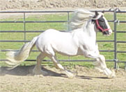 Boromir again in the round pen