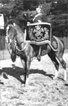Drum Horse