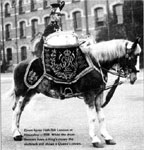 Drum Horse