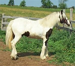 Gypsy Vanner mare, Darby.  2005