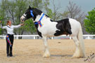 Chew Mill Guinness. 1st Drum Horse in the states!  KY GH & DH Classic, Drum Horse Champion