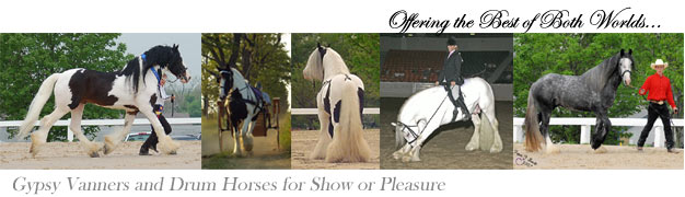Gypsy Horses, Gypsy Vanners, Drum Horses, Breeding and horses for sale.  Horses in order from Left to Right...CH Guinness, Genivee, CH Slainte, CH Cobalt and Killian