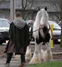 Gypsy Horse, Gypsy Vanner Stallion, Slainte.  Equine Affaire Ohio, 2005