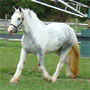 Coming 3, Drum Horse mare, OMF's Blue Thistle.  Click picture to watch video