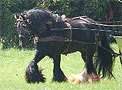 Legendary Gypsy Stallion, Tonka.