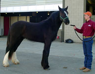 Zeus, Drum Horse gelding.  Equine Affaire 2005