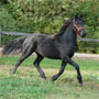 2007 Friesian Filly, Zima (Teade 392 x Aahnya)