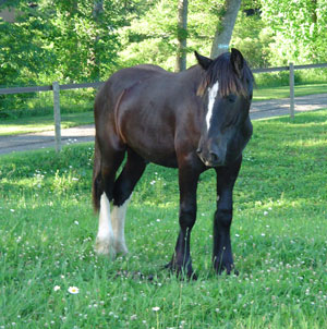 Drum Horse Zeus, son of CM Guinness, relaxing at pasture.  2004