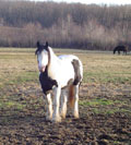 Angel, winter of 2004