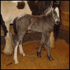 Drum Horse colt, Zeus.  2003