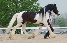 Gypsy Vanner Stallion, Cobalt