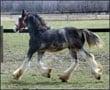 Gypsy Vanner colt for sale - Icon. By Cobalt out of Bonny
