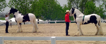 The Annual Gypsy and Drum Horse Classic - Champion Drum Horse, Chew Mill Guinness and Vonnie to the left and to the Right 5 time Champion, Vanner stallion, Slainte and Daniel Lepley.