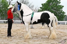 Old Mill Farm's Vanner Stallion showing a perfect square horse. Legs fall under the horse, on the verticle, not behind or in front of.