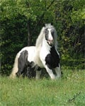 Gypsy Vanner Stallion, Cobalt