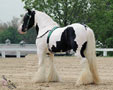 Gypsy Vanner stallion and 11 time champ, Slainte