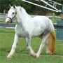 Coming 3, Drum Horse mare, OMF's Blue Thistle. Click picture to watch video