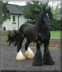 Drum Horse Stallion, Chew Mill Guinness