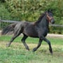 2007 Friesian Filly, Zima (Teade 392 x Aahnya)