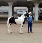 Drum Horse colt, Apollo Equine Affaire Ohio 2004