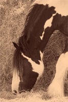 Gypsy Horse mare, Shaky. One of our first imports, very heavy in foal. 2002