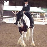 Chew Mill Guinness, America's first Drum Horse, performs the half pass.