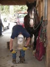 Daniel Lepley, a certified Farrier trimming, Ebony, Old Mill Farm's Drum Horse mare.
