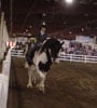 Drum Horse Chew Mill Guinness and Vonnie at Equine Affaire in Mass