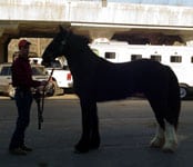 Drum Horse gelding, Zeus. Equine Affaire 2005