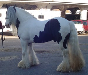 Gypsy Horse, Gypsy Vanner Stallion, Slainte. Equine Affaire Ohio, 2005