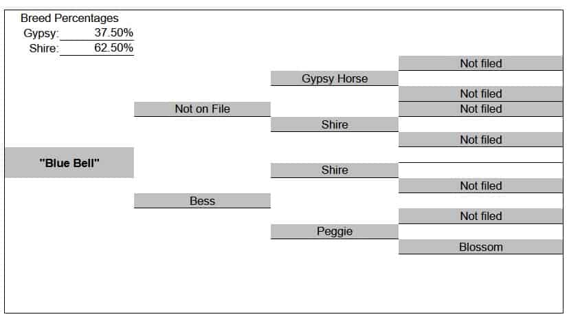 Pedigree Bell