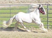 Boromir again in the round pen