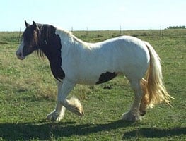 Gypsy Horse mare, Shona