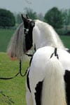 Gypsy Vanner Stallion, Cobalt