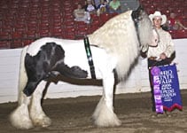 Slainte, Supreme Grand Champion Vanner, Ohio State Fair 2006, Photo by Brian Reidman