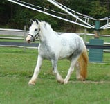 Drum Horse filly Thistle, (Chew Mill Guinness x Blue Bell)