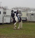 Chew Mill Guinness and Vonnie at Equine Affaire in Mass
