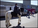 Vonnie and Drum Horse Guinness warm up for the Breed Demo